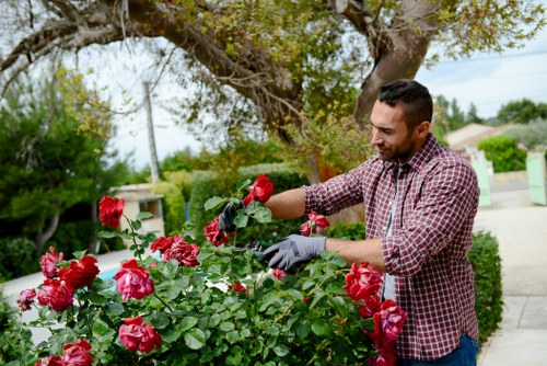 Front yard landscape gardening in Newbury Park with drought-tolerant plants and clean design