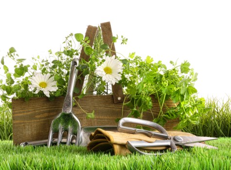 Drought-tolerant planting ideas for landscape gardening in Newbury Park