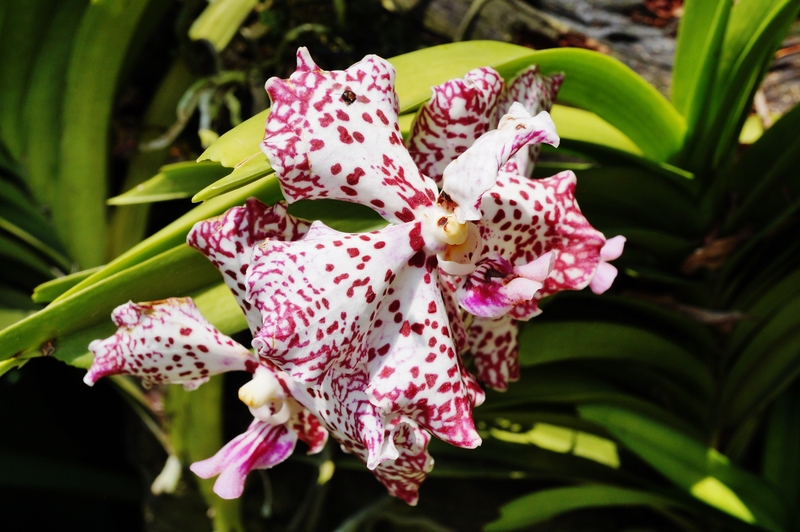 garden design Garden